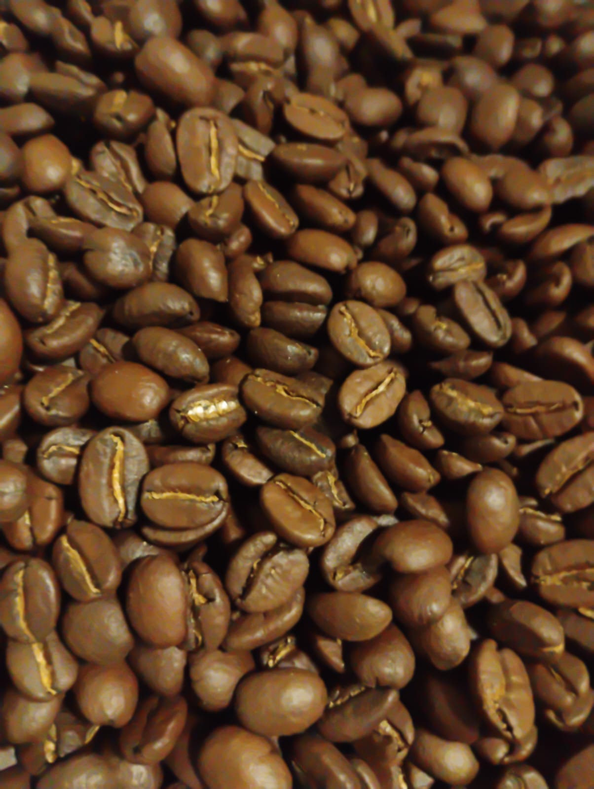 Cerezas de café recién recolectadas en balde azul