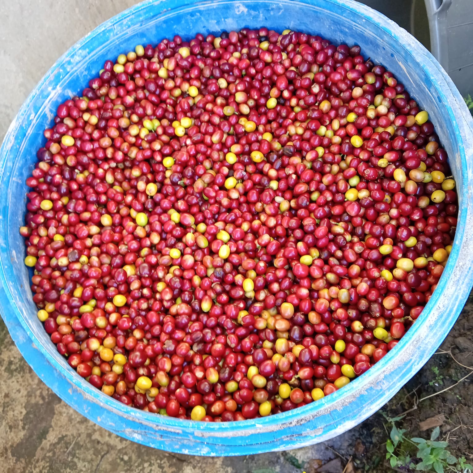 Detalle de granos de café tostado