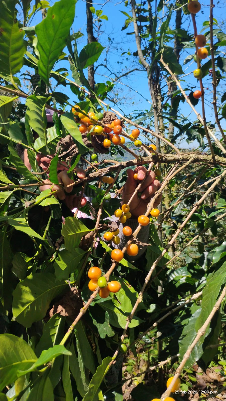Manos sosteniendo granos de café tostado