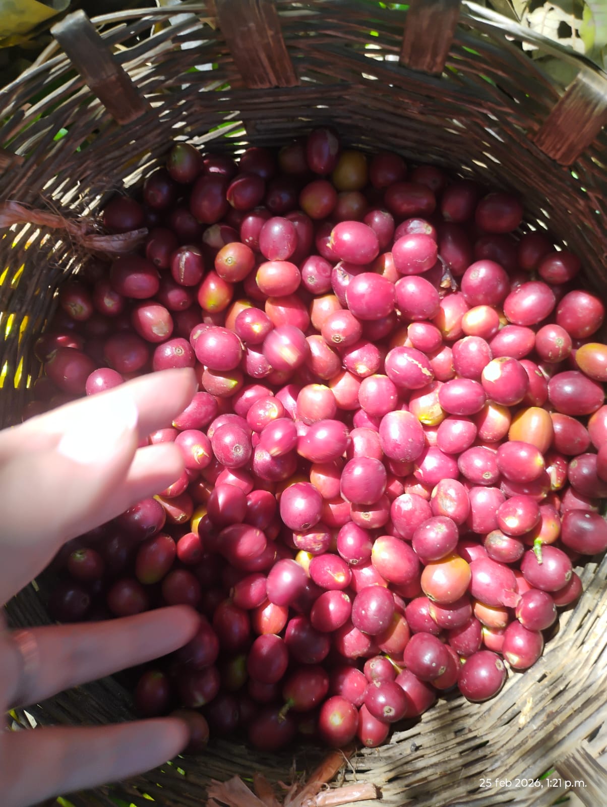 Canasta abierta con cerezas de café rojas
