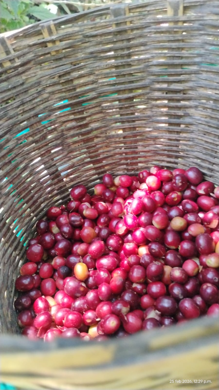 Canasta de mimbre con cerezas de café