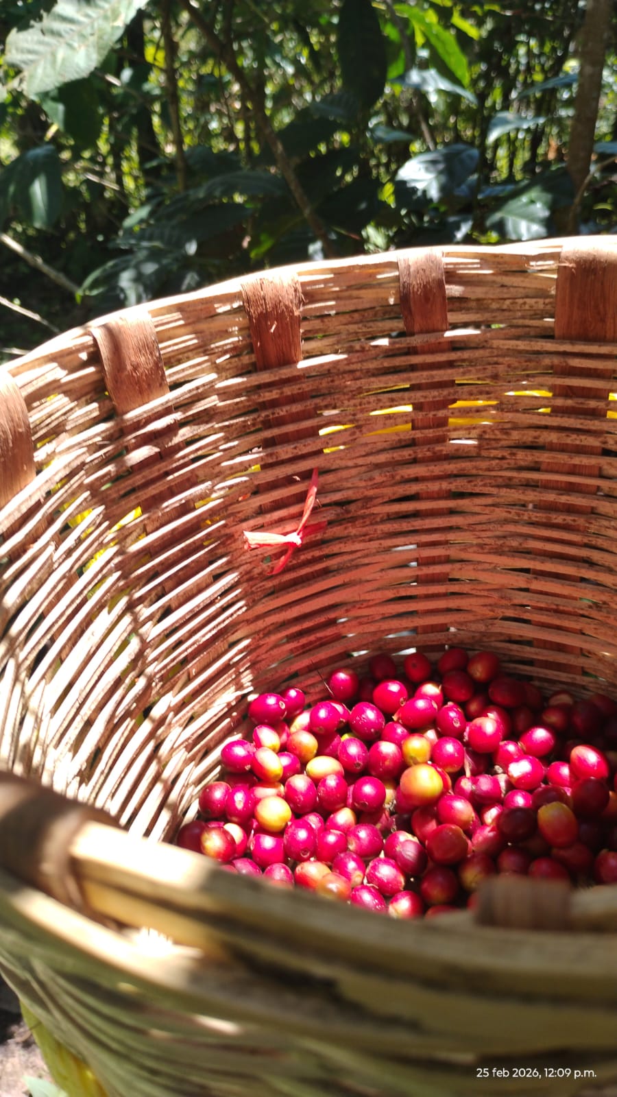 Canasta con cerezas amarillas y rojas de café