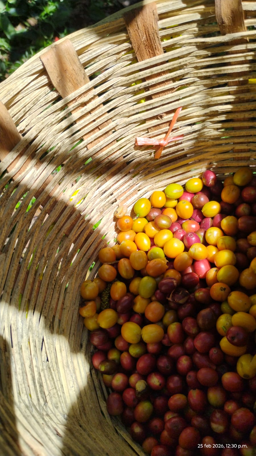 Productora cortando cerezas de café en campo