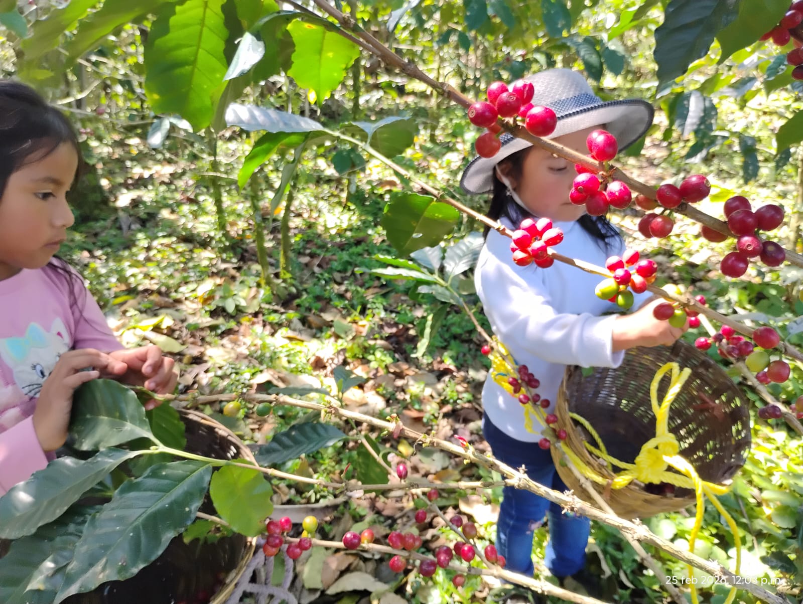 Niñas participando en la cosecha de café