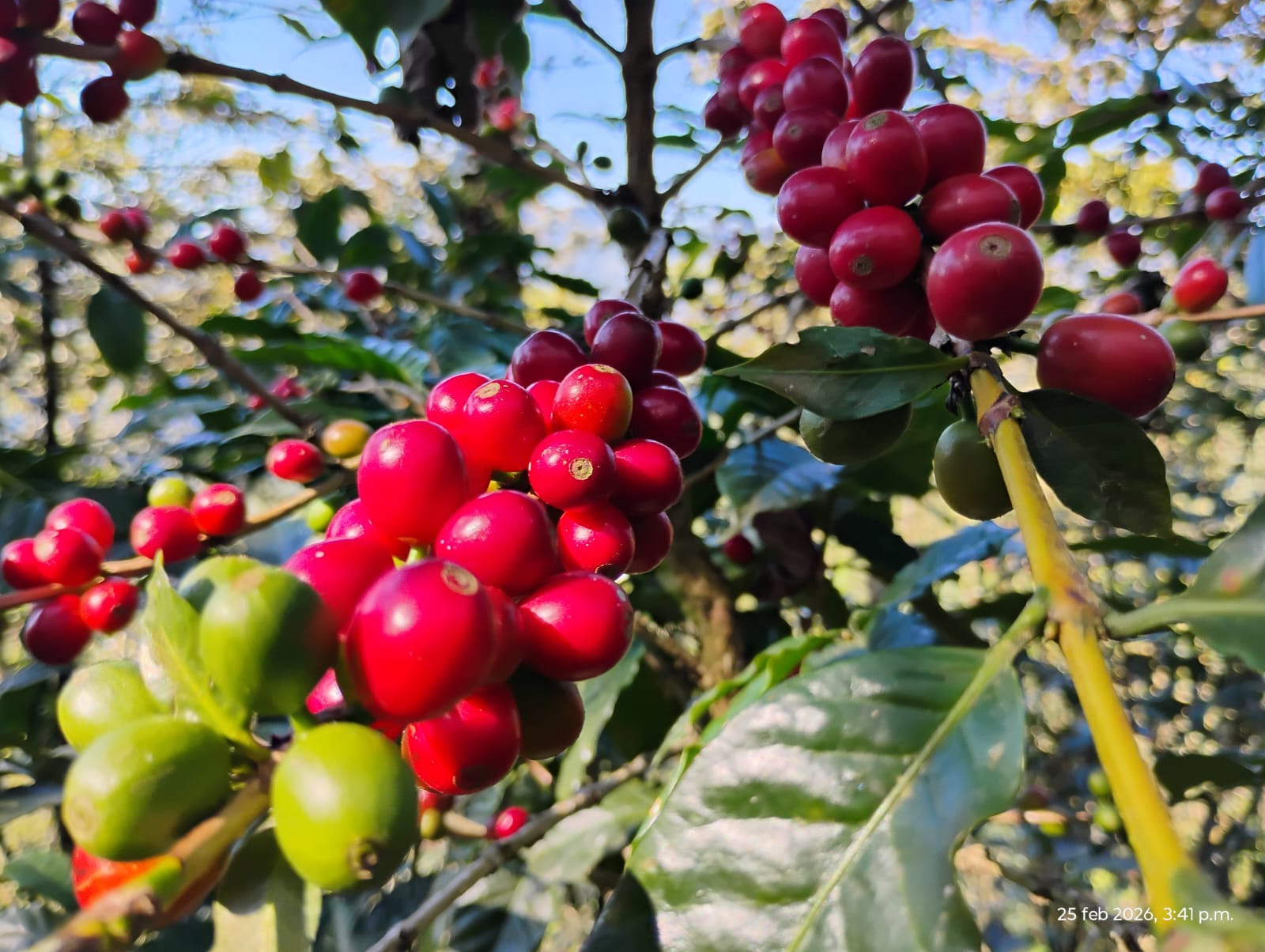 Rama de cafeto con cerezas amarillas