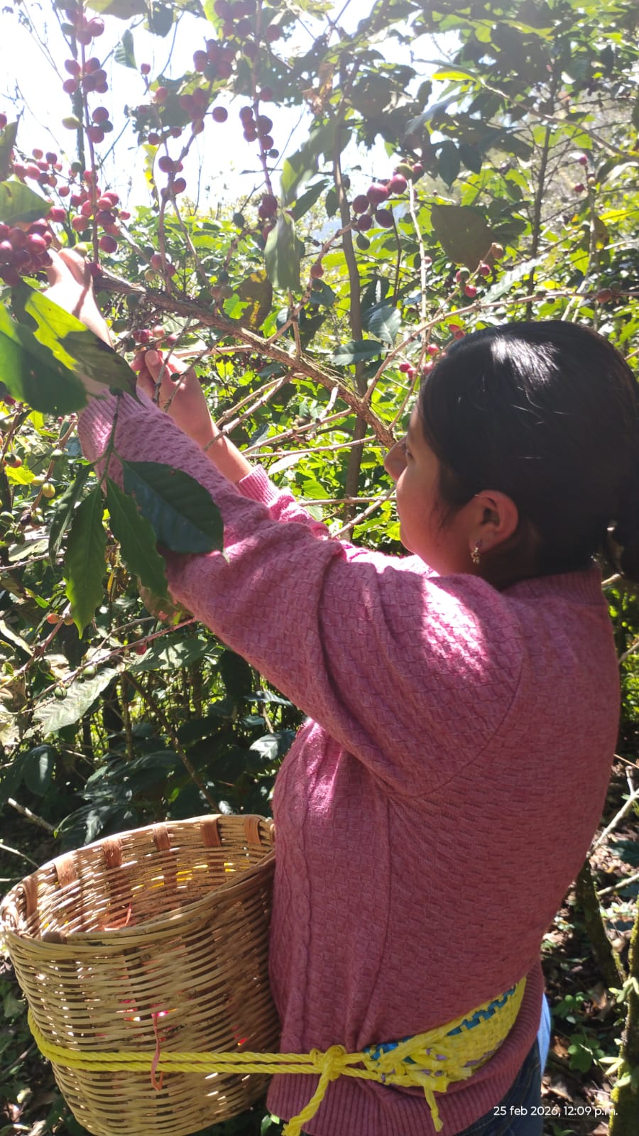 Rama de cafeto con cerezas rojas y verdes
